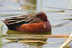 Cinnamon Teal